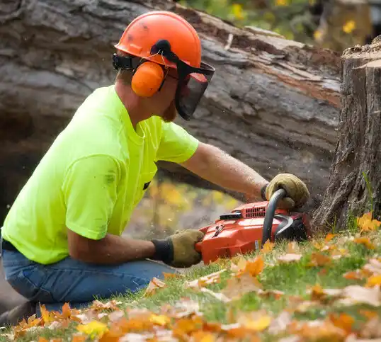 tree services Stanford